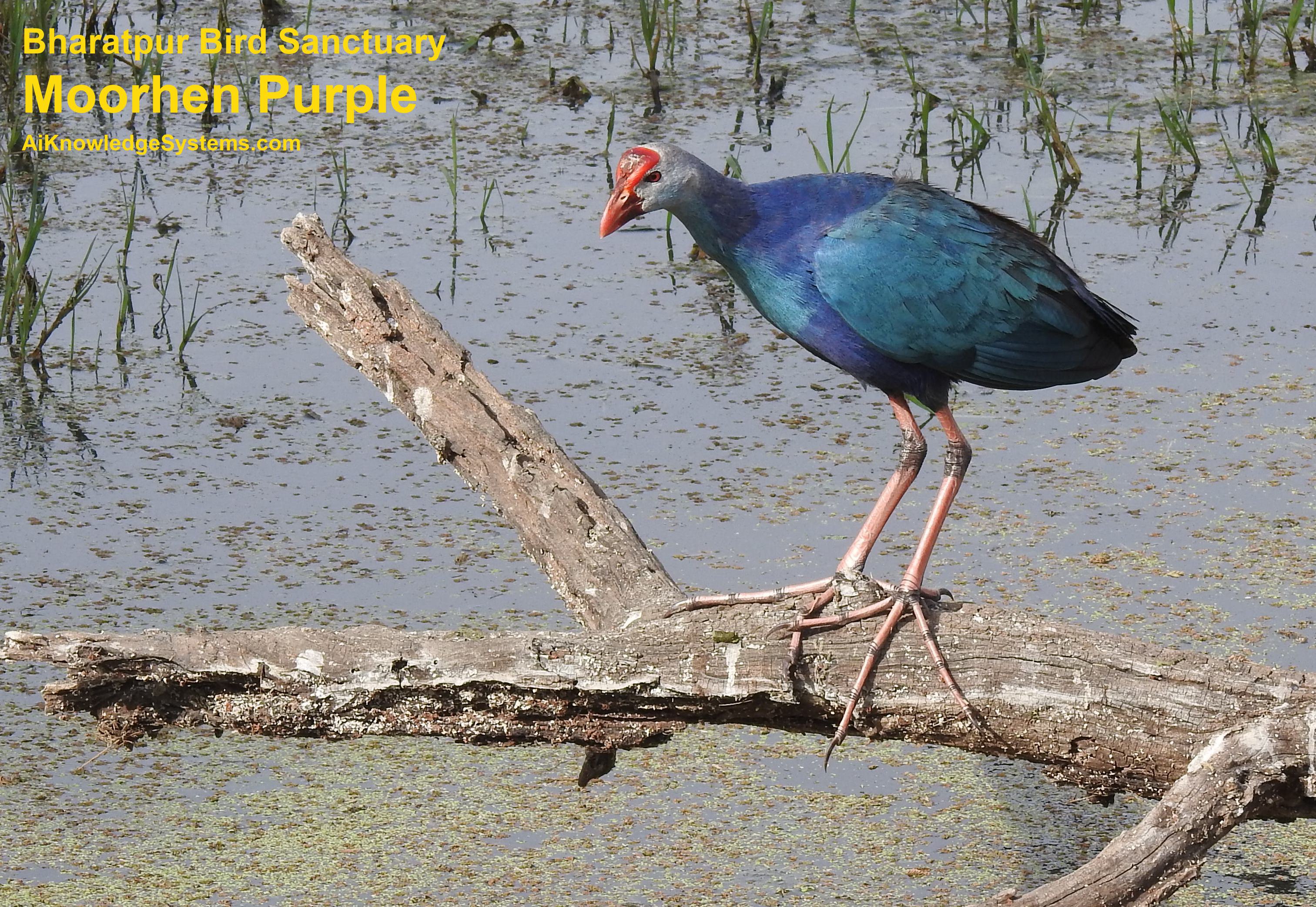 Moorhen Purple (13) Coming Soon